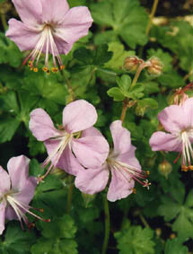 Geranium dalmaticum